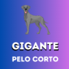 GIGANTE-Pelo Corto